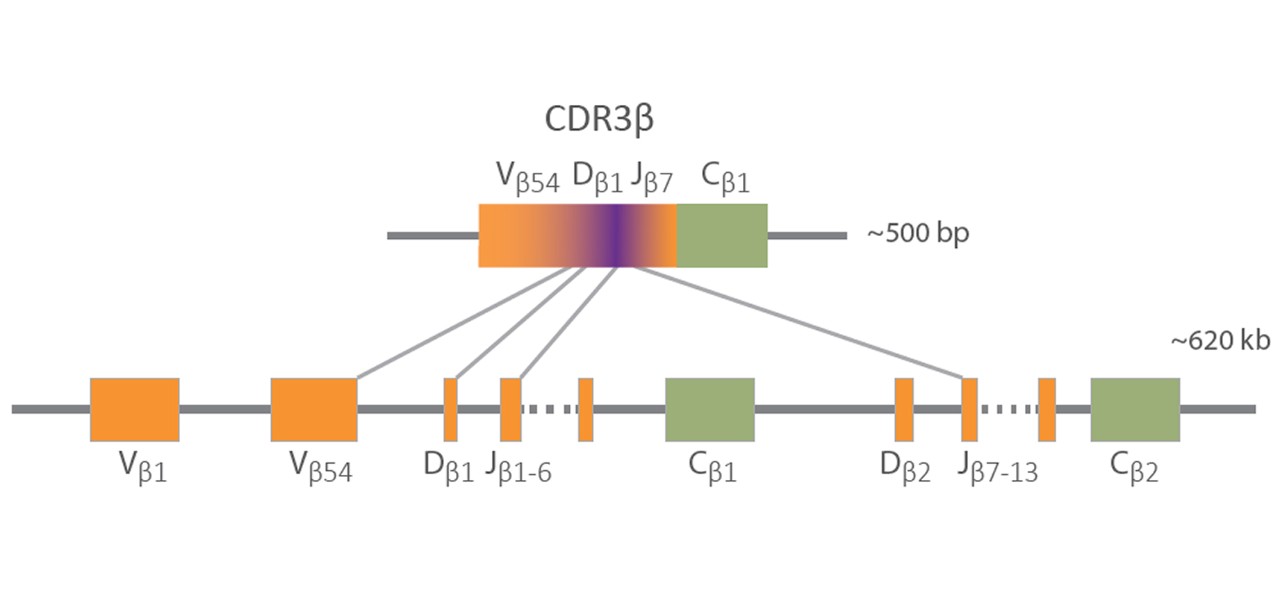 Representation of TCR-β V(D)J gene recombination to help clarify TCR diversity in regards to immune repertoire sequencing.
