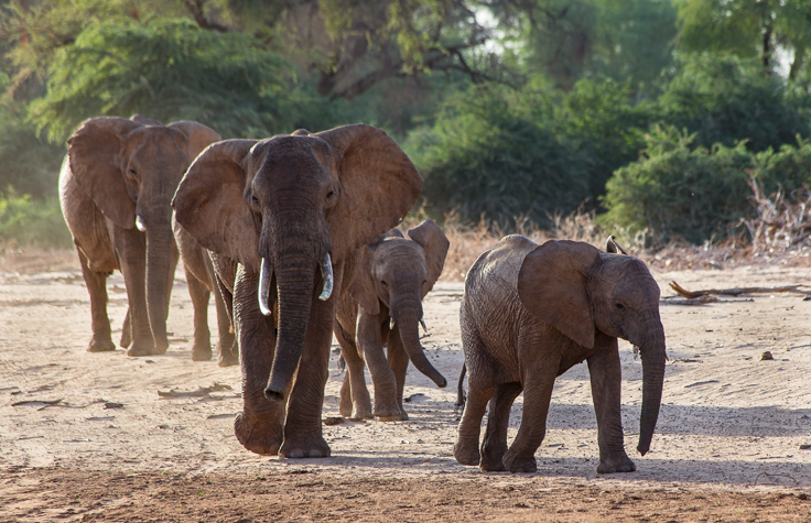 Team streamlines DNA collection, analysis for elephant