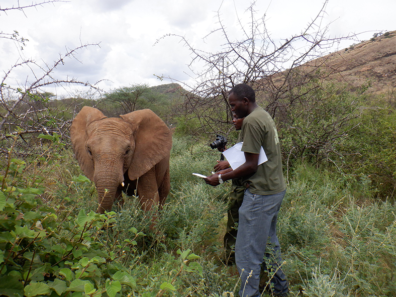 Dr. Stephen Chege and another field researcher study a wild elephant at close range