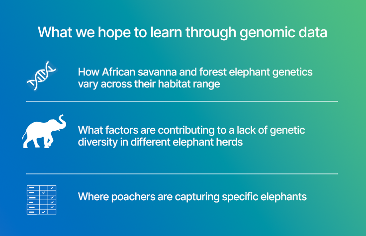 Infographic reading: What we hope to learn from genomic data: How African savanna and forest elephant genetics vary across their habitat range, What factors are contributing to a lack of genetic diversity in different elephant herds, Where poachers are capturing specific elephants
