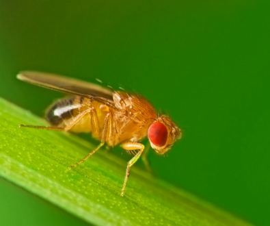 New invasive fruit fly found in California