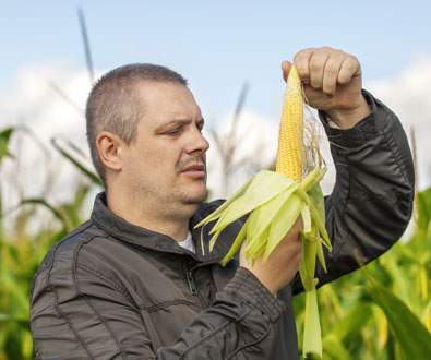 New Maize BeadChip Will Facilitate Seed Development