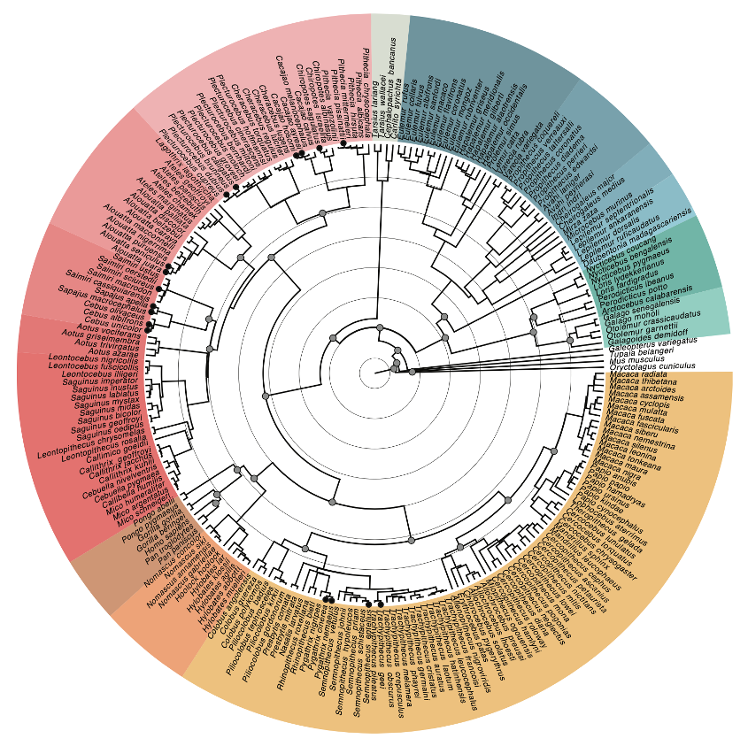 A deep catalog of whole genome diversity from 233 primate species
