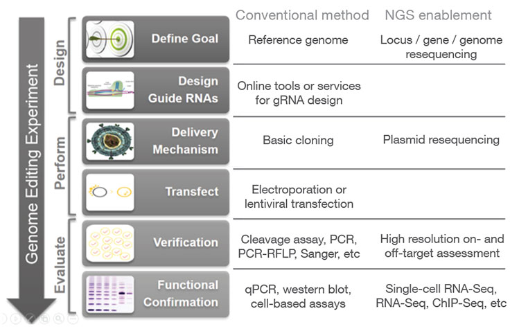 How NGS Fits into a CRISPR Genome Editing Workflow