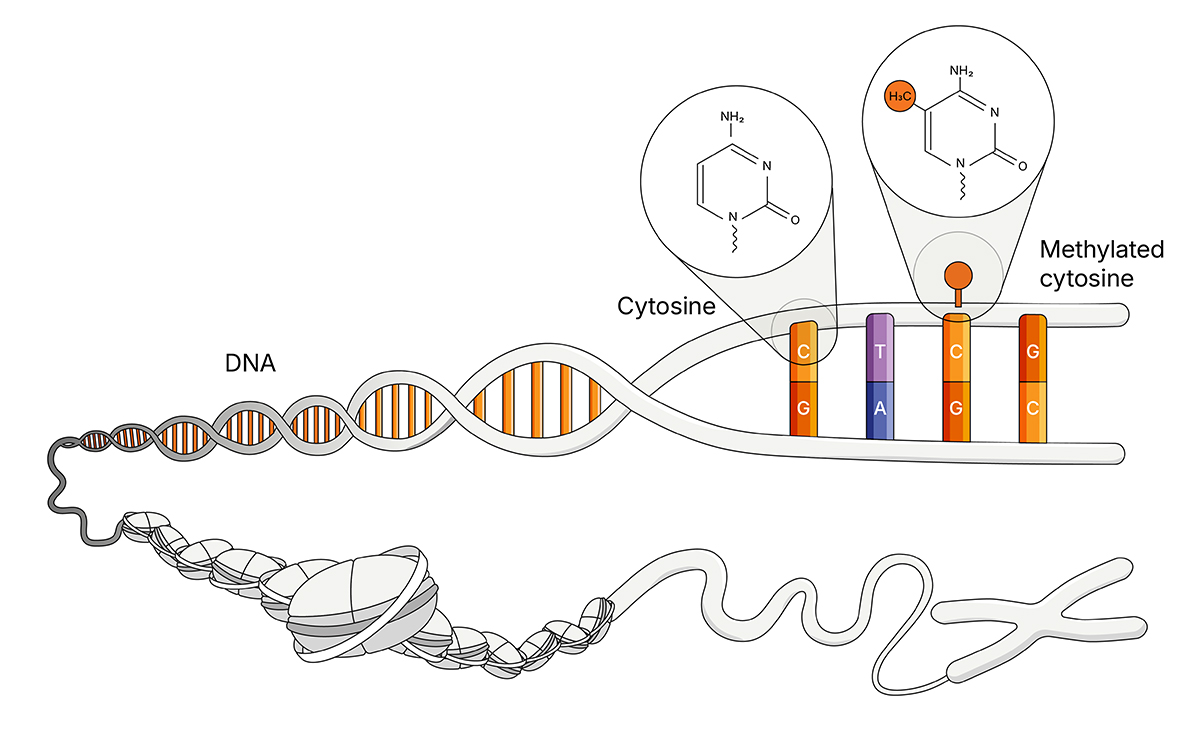 5-base DNA methylation diagram